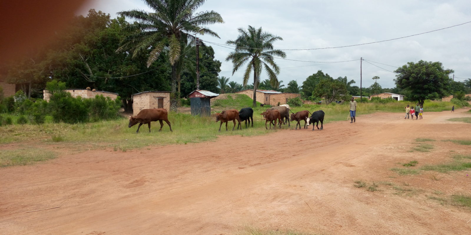 Des vaches à Kasaji